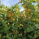 La Panchina