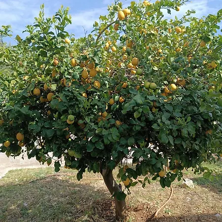 La Panchina